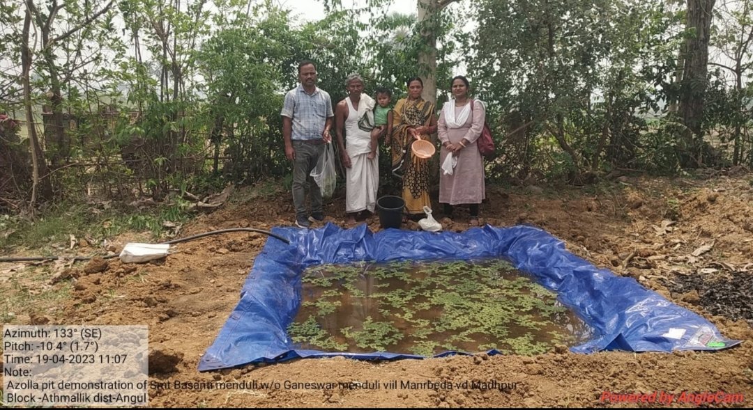 Azolla is a very good proteinous feed  for livestock and poultry . Azolla distribution and demonstration at Madhapur, Athmallik block, Angul @farddept <a href="/dahvsodisha/">Directorate of AH&VS Odisha</a> <a href="/rajaaswain/">Ranendra Pratap Swain</a>
