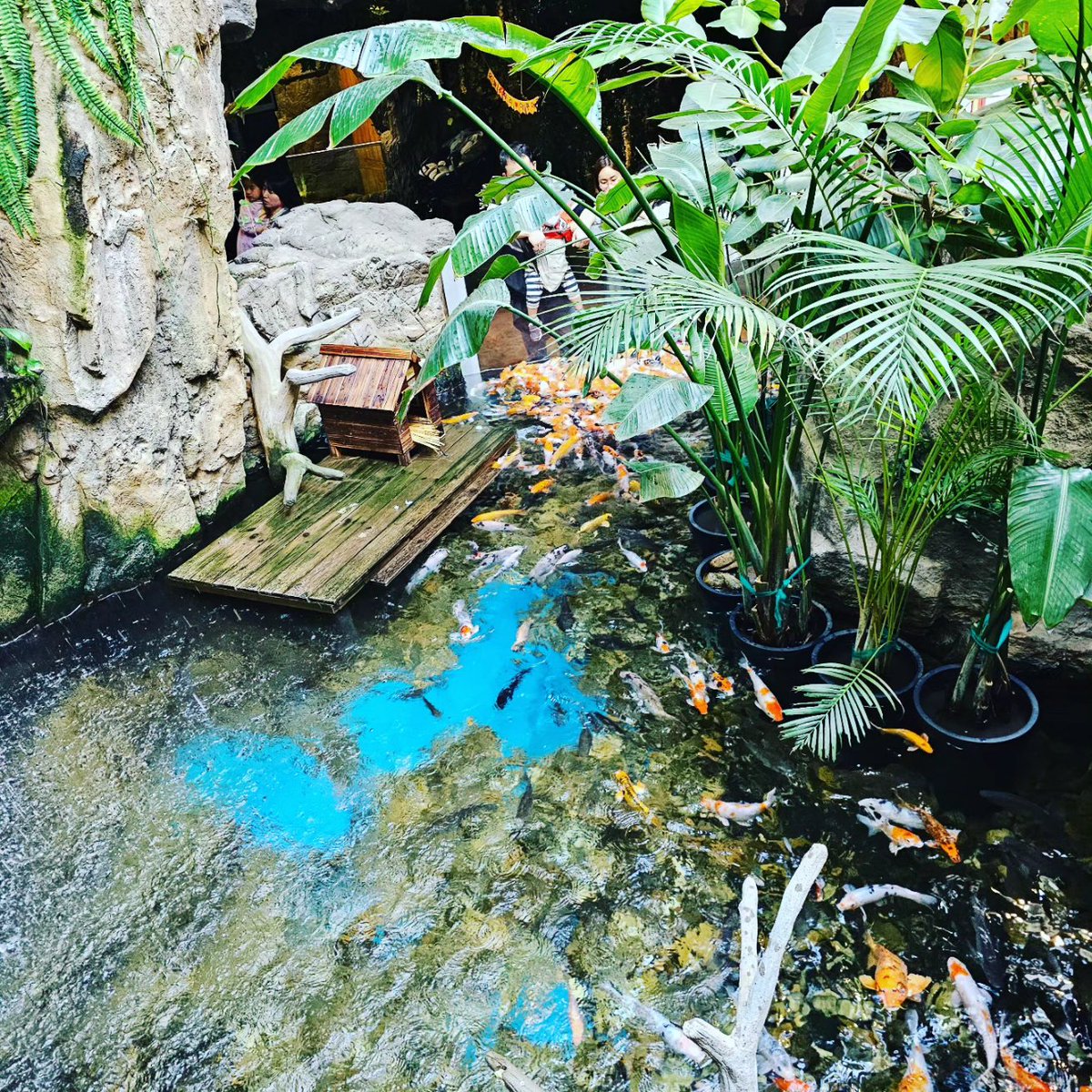mc_xanthe's tweet photo. It's nice to o'fish'ally meet you! #aquaplanet #aquaplanetilsan #ilsan #fish #aquarium #photography #seoul #korea https://t.co/iOEEFQ6sRW