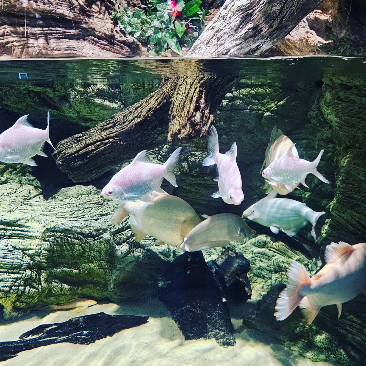mc_xanthe's tweet photo. You seem very o'fish'al! #aquaplanet #aquaplanetilsan #ilsan #fish #aquarium #photography #seoul #korea https://t.co/LsYAskD4fQ