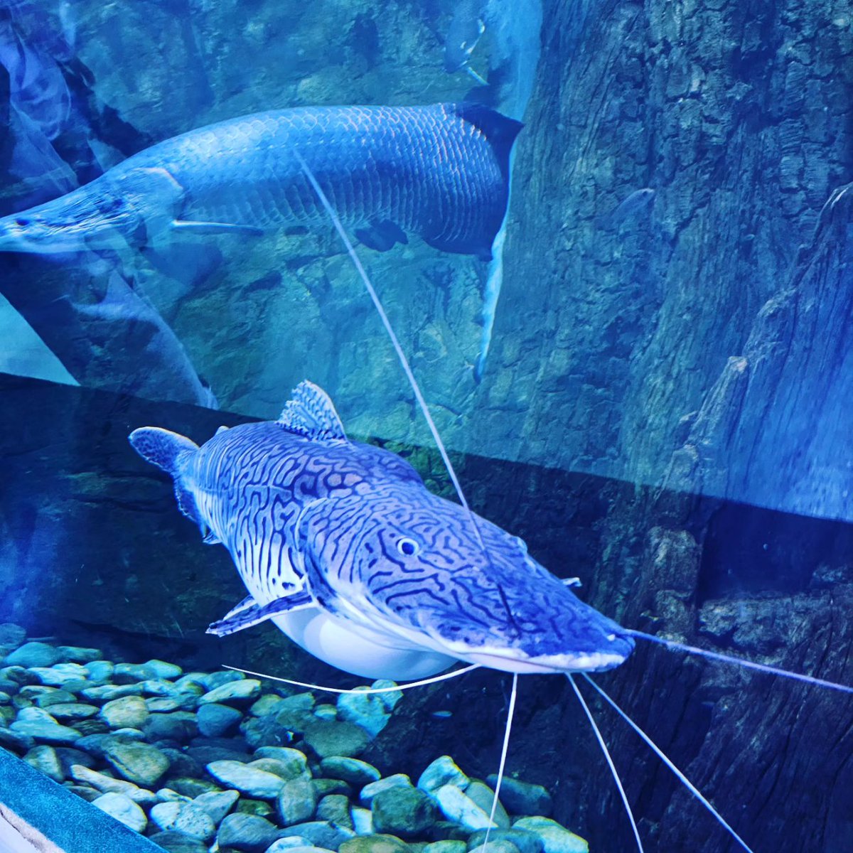 mc_xanthe's tweet photo. You seem very o'fish'al! #aquaplanet #aquaplanetilsan #ilsan #fish #aquarium #photography #seoul #korea https://t.co/LsYAskD4fQ