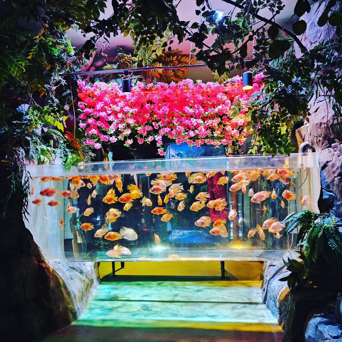 mc_xanthe's tweet photo. You seem very o'fish'al! #aquaplanet #aquaplanetilsan #ilsan #fish #aquarium #photography #seoul #korea https://t.co/LsYAskD4fQ