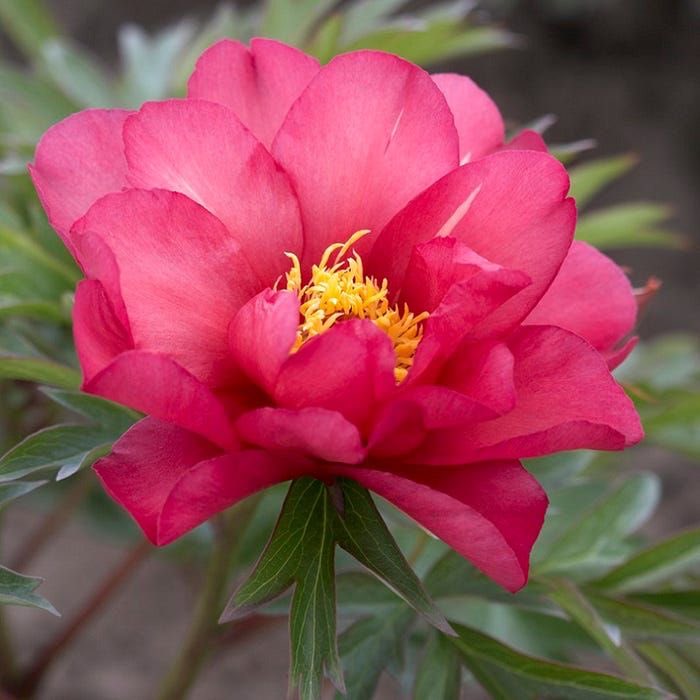 A flower blooms for its own joy.

                Oscar Wilde