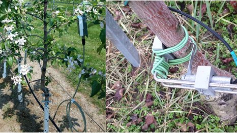 Prec_Hort's tweet photo. ongoing meeting of project #IRRIWELL to discuss physiological models to support irrigation management @PrimaProgram 
We contribute some plant sensor data (LiDAR, leaf turgor, dendrometer data) https://t.co/EU9YrbVjSS