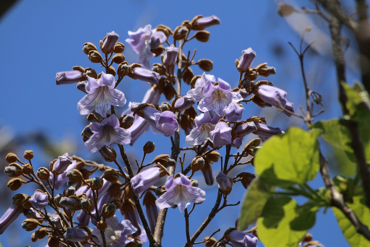 takaha0301's tweet photo. こんばんは。今日は晴れて気持ちが良かったので家から１Km位歩いて桐の花を見に行きました。少し早かったみたいでまだ少ししか咲いていませんでした。それから大宮花の丘農林公苑に行きました。藤棚に藤の花がまだ綺麗に咲いていました。桐とか藤とか言っているけど源氏物語ではありません。 https://t.co/cZ5EAjfyih