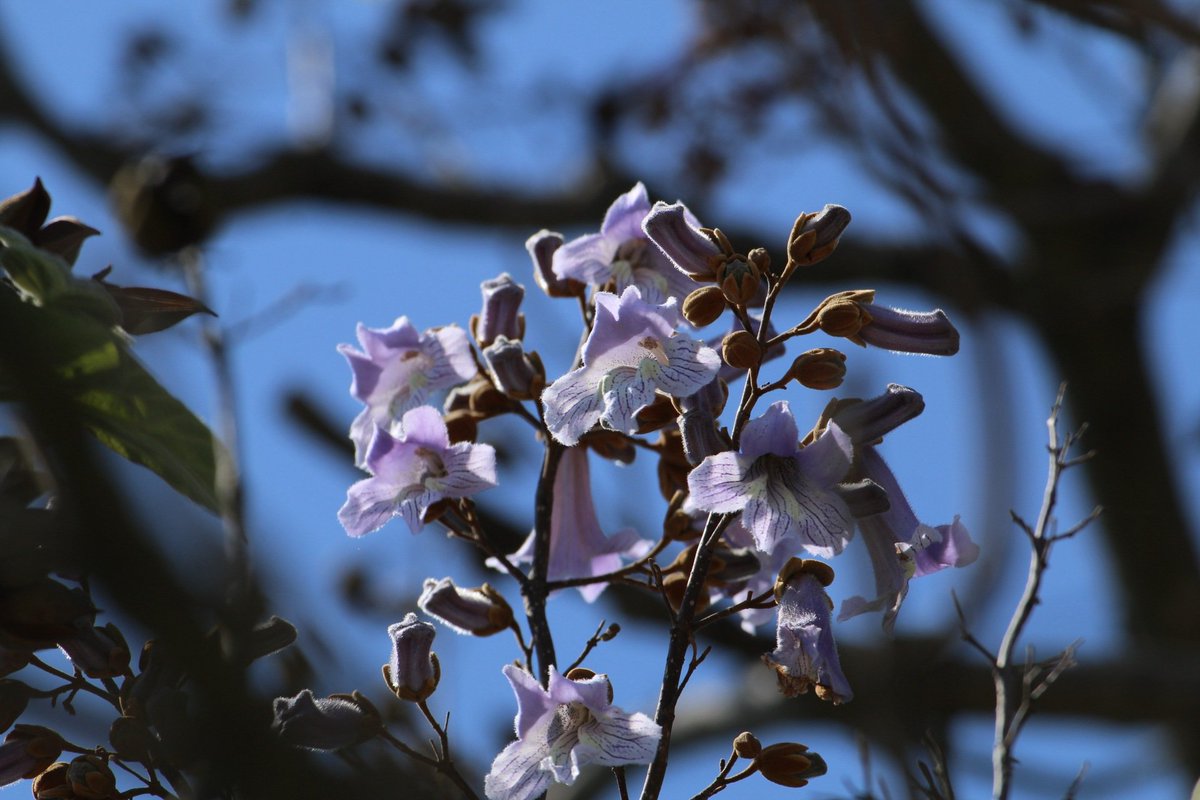 takaha0301's tweet photo. こんばんは。今日は晴れて気持ちが良かったので家から１Km位歩いて桐の花を見に行きました。少し早かったみたいでまだ少ししか咲いていませんでした。それから大宮花の丘農林公苑に行きました。藤棚に藤の花がまだ綺麗に咲いていました。桐とか藤とか言っているけど源氏物語ではありません。 https://t.co/cZ5EAjfyih