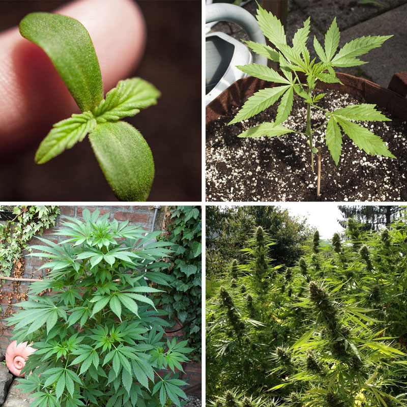Cured420's tweet photo. Strain of the Day

Lowryder is the fastest growing cannabis strain. Lowryder autoflower seeds have a grow time of 40-45 days. #stonerfam #stoners #CannabisCommunity https://t.co/kxAG6EJoV2