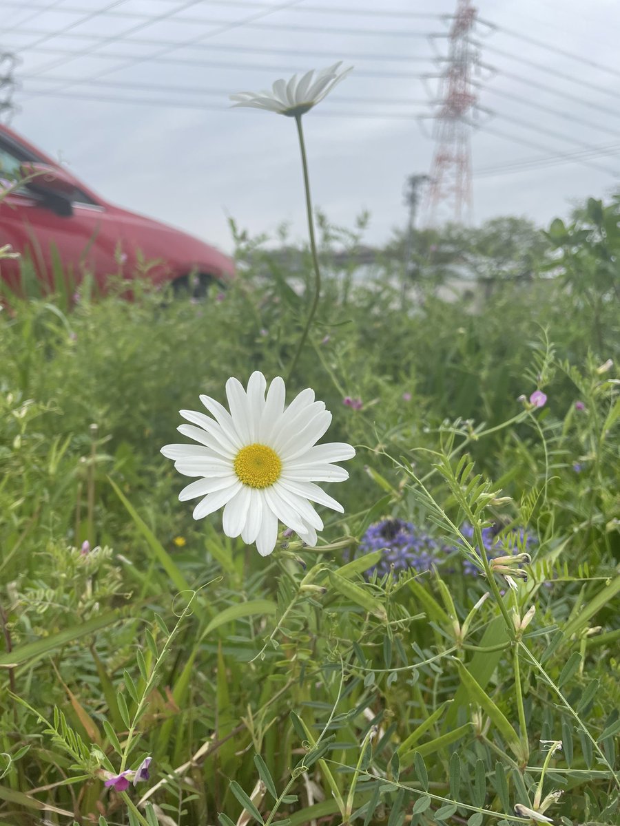 그러고보니 꽃 피어있길래 찍어옴 ㅎㅎ..