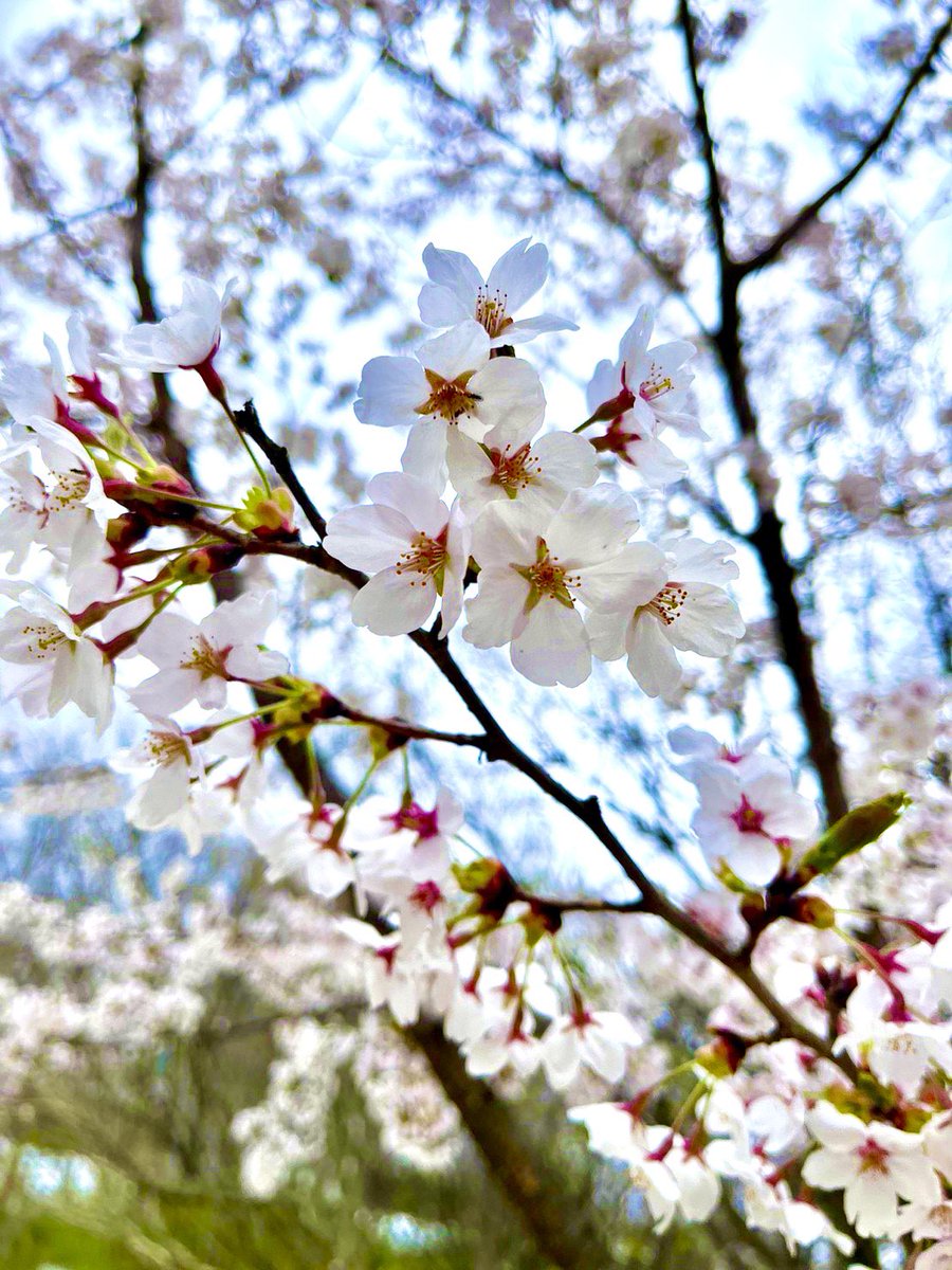 taa_story_com's tweet photo. 16日(日)秋田県にて！秋田ふるさと村🌸手づくり体験をしてきました🤲七宝焼のアクセサリー体験と工作キット体験💪ま、自分は見守り隊してましたけど😁家族で楽しめるのでいいですね👍風が強くて寒かったけど桜綺麗に舞ってました👏
#岩手県 #東北 #観光 #グルメ #ドライブ https://t.co/lF8kvMWXYI