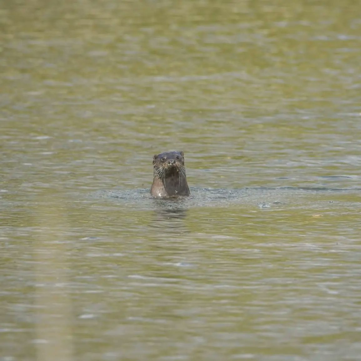 BarnyGas's tweet photo. Otter at backwell lake #backwelllake
#nailseapeople
#Nailseawildlife https://t.co/JXVmmi6zWw