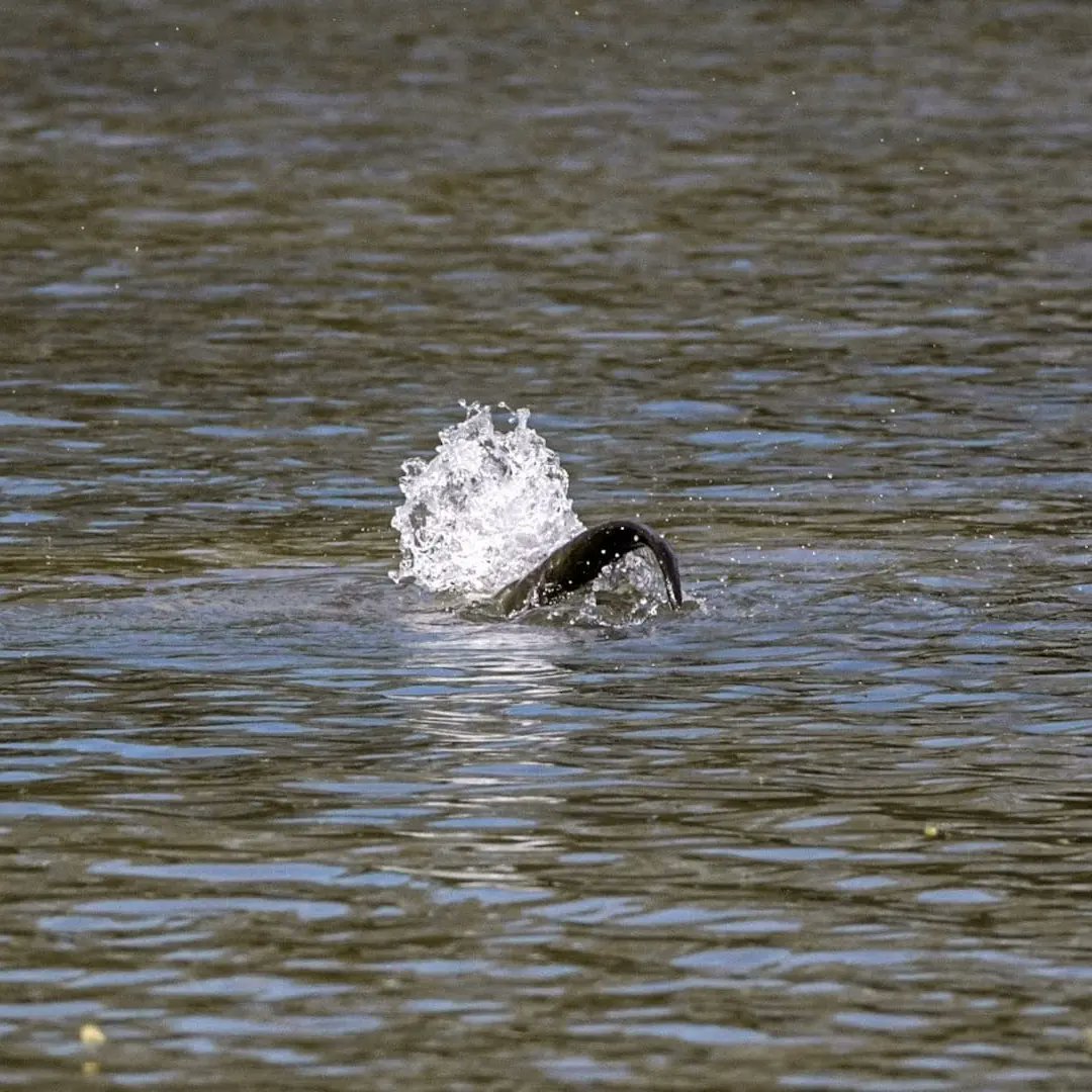 BarnyGas's tweet photo. Otter at backwell lake #backwelllake
#nailseapeople
#Nailseawildlife https://t.co/JXVmmi6zWw
