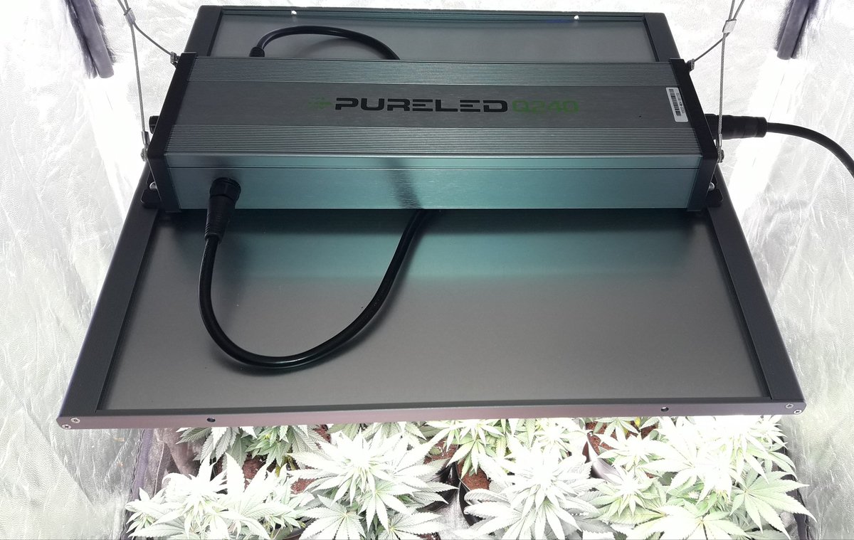 AdrycManellson's tweet photo. Weed Tarde ya Verde Mundo, con #MimosaDream y #MonkeyGrease de @Kannabia_Samen #SailingTheGreenSea con #KriticalK de @KannabiaSeeds en #PureTent #RefPet bajo #PureLedQ240Wts @ThePureFactory_ powered by @DPlantasur, mi Hada y toda la #Crew #AdrycsCove Os Deseamos.
Alegría...🧚♂️😎 https://t.co/hUzdupQyAH