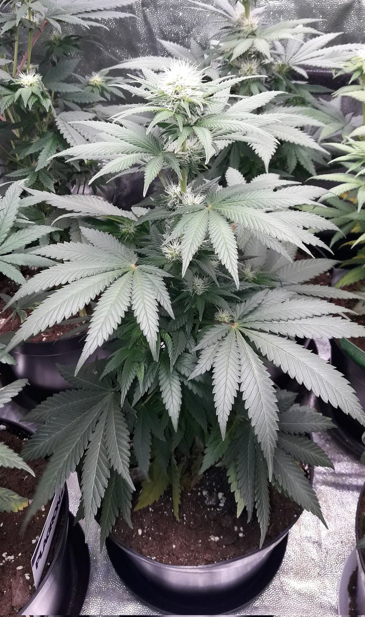 AdrycManellson's tweet photo. Weed Tarde ya Verde Mundo, con #MimosaDream y #MonkeyGrease de @Kannabia_Samen #SailingTheGreenSea con #KriticalK de @KannabiaSeeds en #PureTent #RefPet bajo #PureLedQ240Wts @ThePureFactory_ powered by @DPlantasur, mi Hada y toda la #Crew #AdrycsCove Os Deseamos.
Alegría...🧚♂️😎 https://t.co/hUzdupQyAH