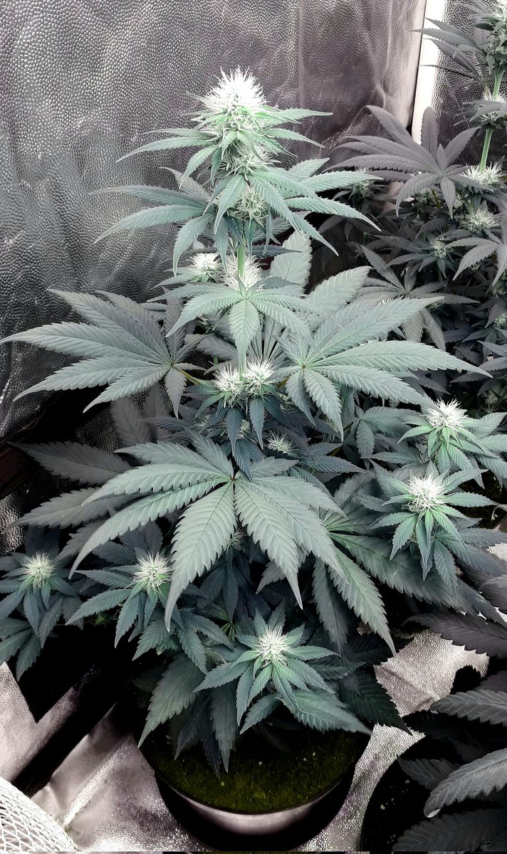 AdrycManellson's tweet photo. Weed Tarde ya Verde Mundo, con #MimosaDream y #MonkeyGrease de @Kannabia_Samen #SailingTheGreenSea con #KriticalK de @KannabiaSeeds en #PureTent #RefPet bajo #PureLedQ240Wts @ThePureFactory_ powered by @DPlantasur, mi Hada y toda la #Crew #AdrycsCove Os Deseamos.
Alegría...🧚♂️😎 https://t.co/hUzdupQyAH