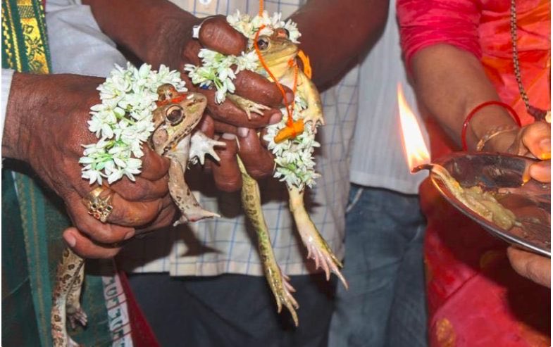 Bouteflikov's tweet photo. En 2019, les habitants d'Udupi ont organisé un mariage entre deux grenouilles pour apaiser leurs divinités de la pluie et de la sécheresse. Cependant, peu de temps après ce mariage, la région a été détruite par des inondations. Ils ont donc fait divorcer les deux grenouilles. https://t.co/sKadNZ1Olo