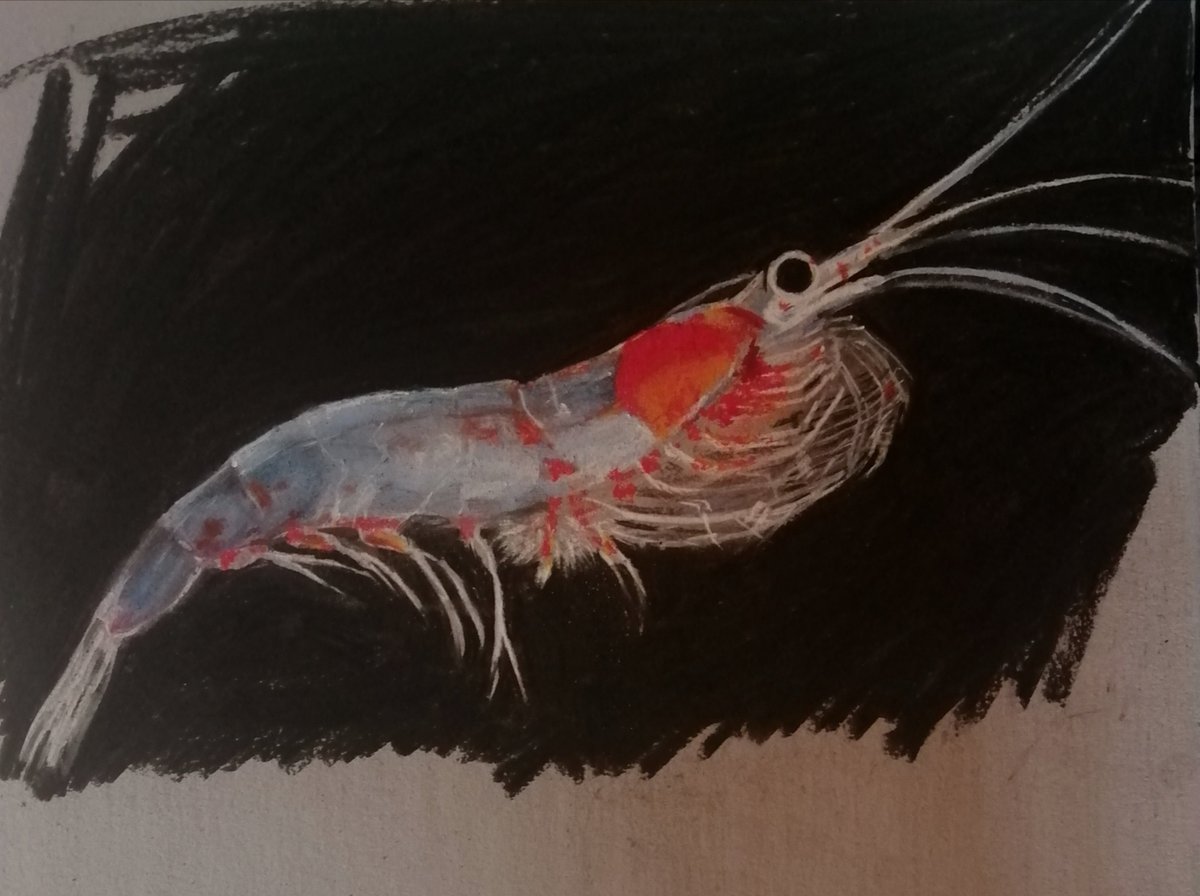 Microscopic krill, day 3... Pastel and charcoal . rosemaryburnartist.com

#artist #artgallery #artcollector #britishart #britishpainting #artistsontwitter #contemporarybritishpainter #drawing #charcoal #microscopic #marine #plankton #wip #oceanlife