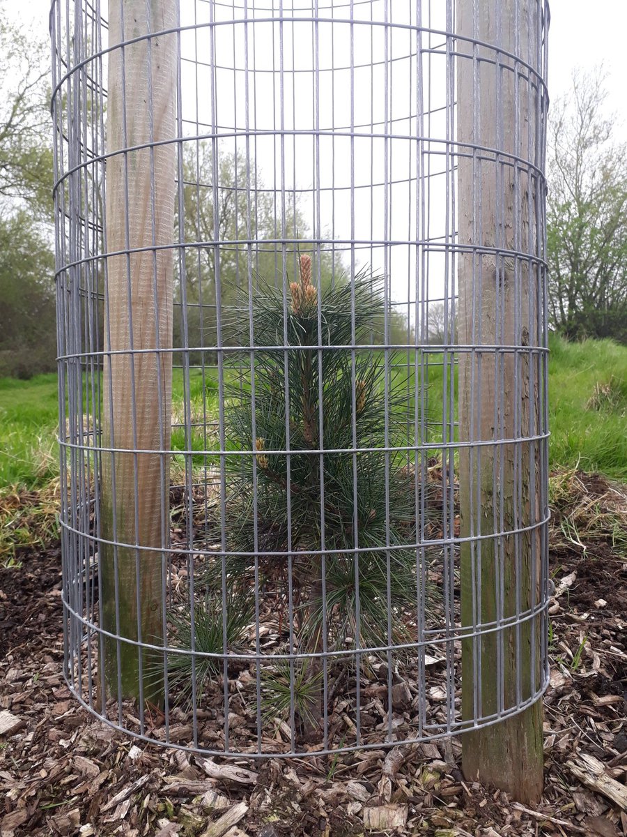 fruitnutvillage's tweet photo. #HazelwellNutGrove looking cared for after a visit this morning #StonePine #Hazel #Walnut https://t.co/HsYFN1lotj