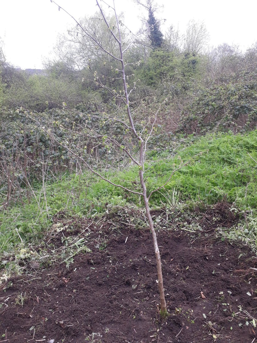 fruitnutvillage's tweet photo. #HazelwellNutGrove looking cared for after a visit this morning #StonePine #Hazel #Walnut https://t.co/HsYFN1lotj