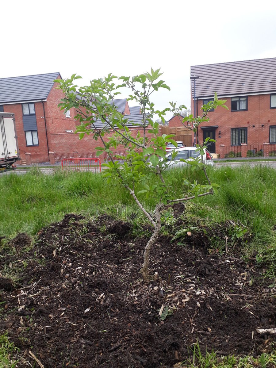 fruitnutvillage's tweet photo. #HazelwellNutGrove looking cared for after a visit this morning #StonePine #Hazel #Walnut https://t.co/HsYFN1lotj