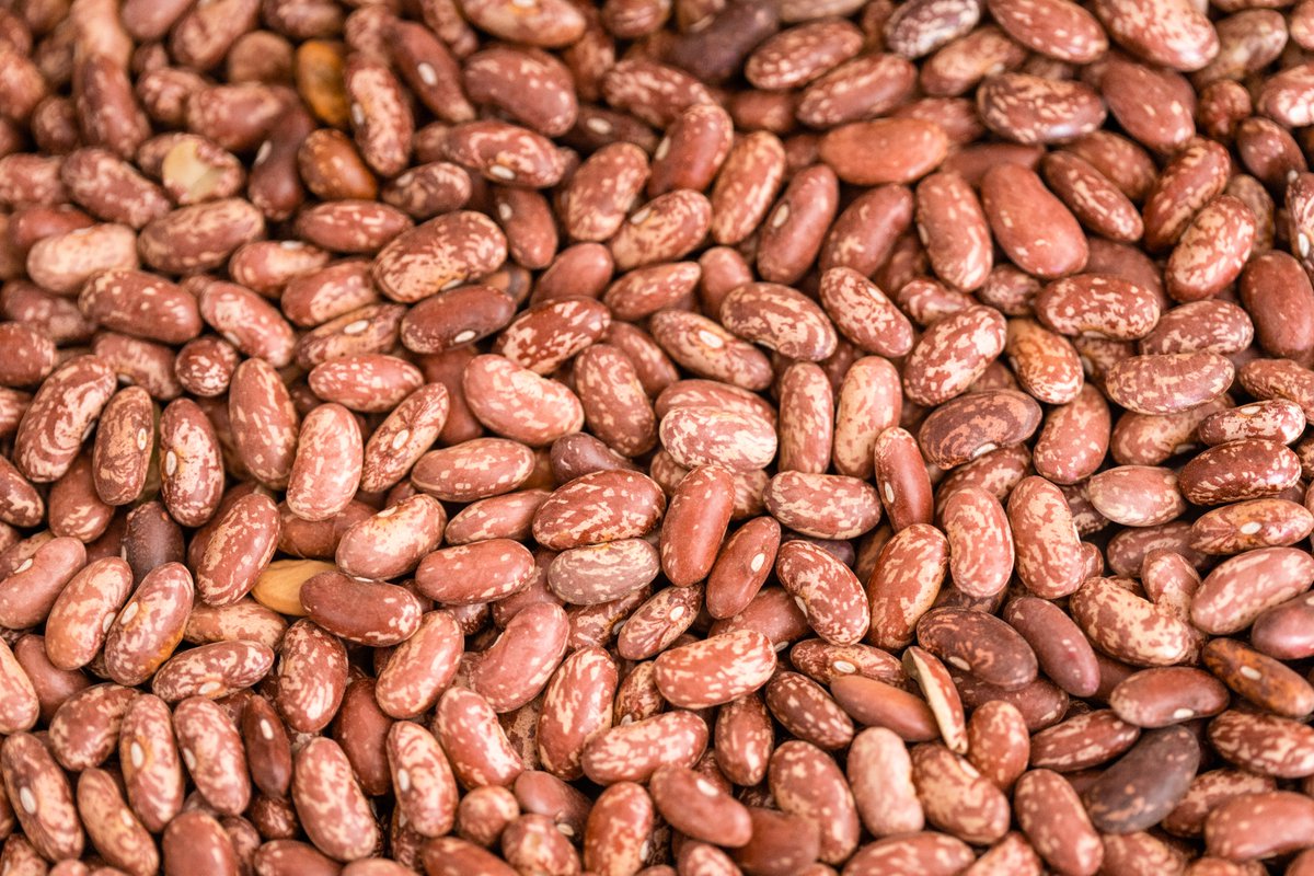 To tackle hidden hunger in Kenya, GAIN partnered with @HarvestPlus in 2019 & launched the #Commercialisation of #Biofortified Crops (CBC) Programme in Kenya to improve the consumption of iron enriched beans. #Biofortification Read more here-bit.ly/3AIwap7
