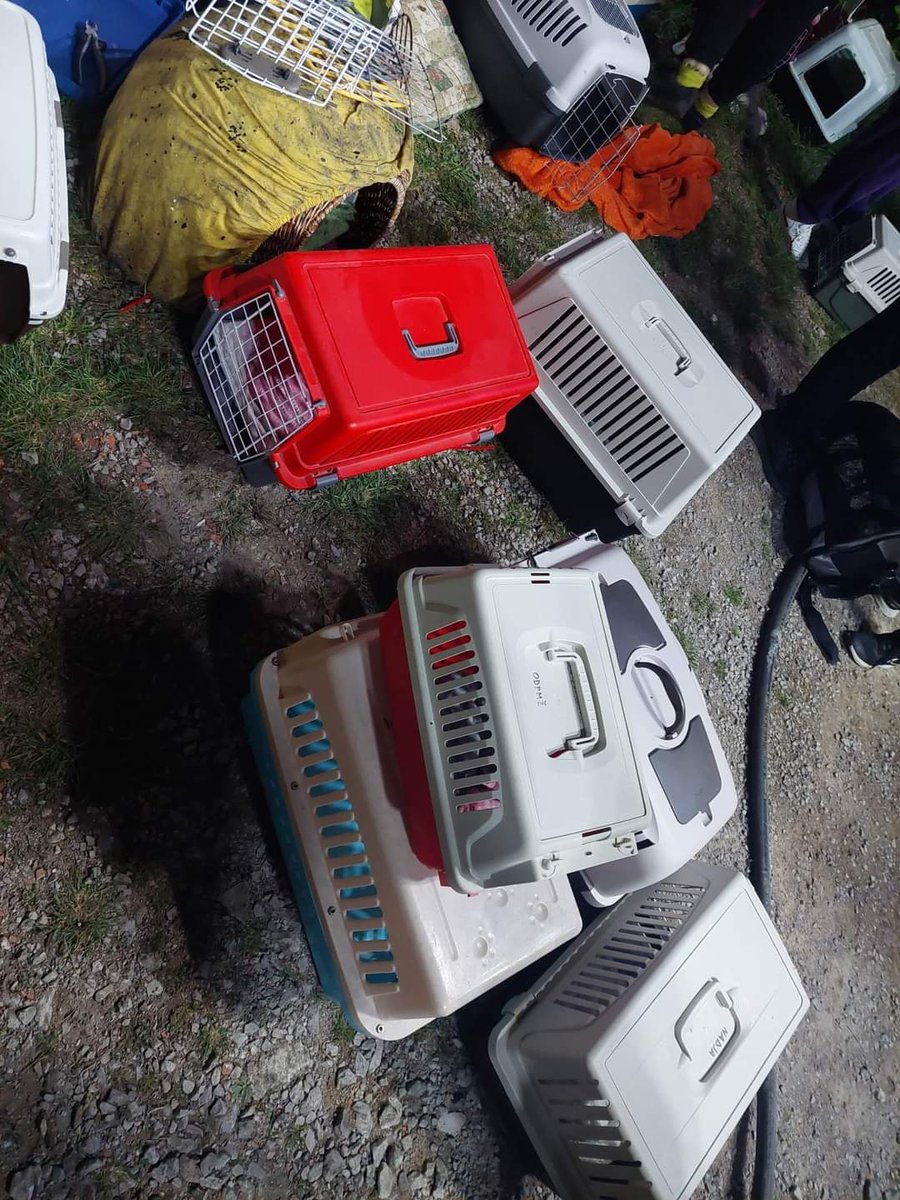 _MegWhite_'s tweet photo. Naše lokalno mačje zavetišče je čez noč doletela katastrofa 😭. Te ženske, ki s predanostjo in ljubeznijo opravljajo delo, ki bi ga morala opravljati država ali občina, si tega res niso zaslužile. Še manj pa mucke. Če lahko pomagate, pošljite sms MUCKE5 na 1919. 🙏 https://t.co/xeXLyASAGd
