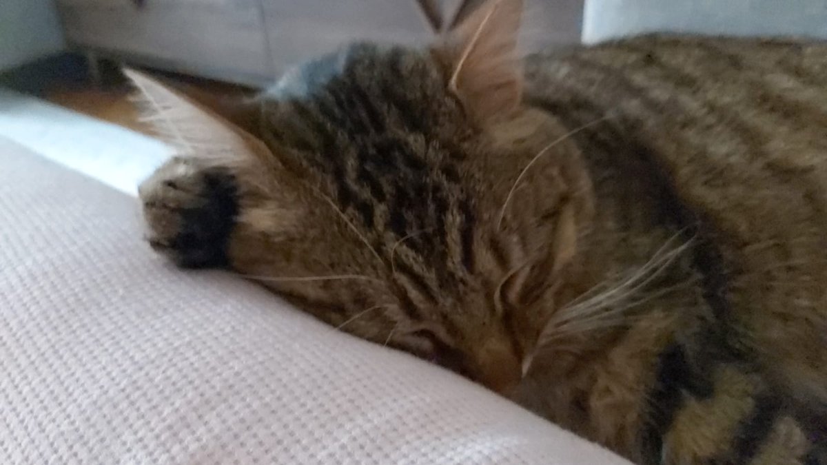 BalintJosa tweet media