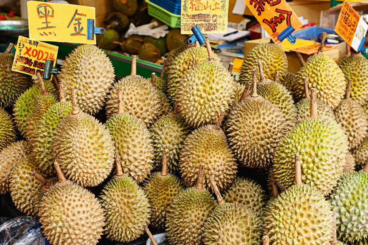 ErnstvAll's tweet photo. Die #Durian - Stinkfrucht:
Würgereiz, Erbrechen, stundenlanges Unwohlsein
Sie riecht so, wie sie heißt, und der Geschmack gilt als äußerst gewöhnungsbedürftig – aber in Asien ist die #Stinkfrucht eine Delikatesse. Eine Mutprobe.
https://t.co/3ZdFXCpT2p https://t.co/bIPaDhvkjP
