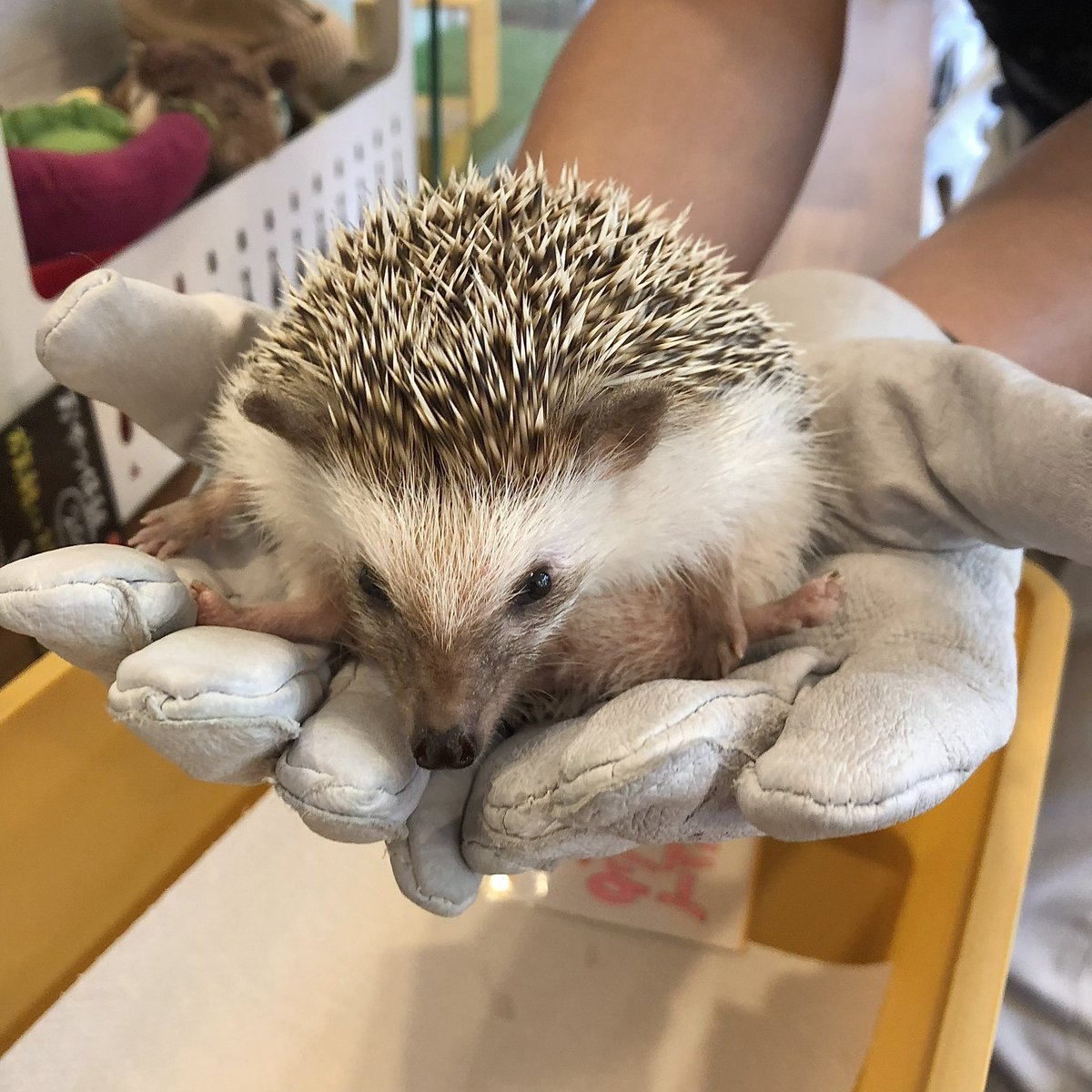 nao0rin's tweet photo. can i offer you a hedgehog in this trying time https://t.co/qDn8vjNLf2