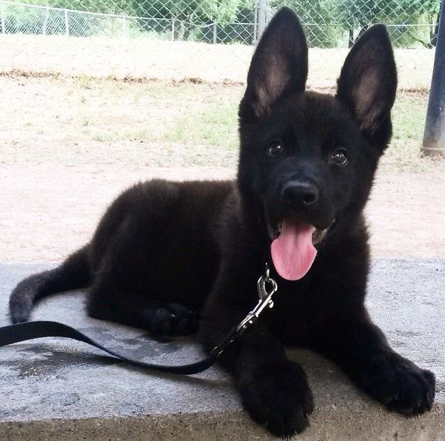 AGENT_ELVIS's tweet photo. puppy eyes fr 🐶🐾 #elvis https://t.co/eRBraLrtSe