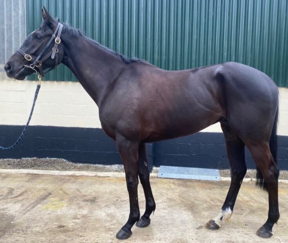 OldGoldRacing's tweet photo. Whilst @donaldmccain trained SOVEREIGN STAR is recovering from a knock on the gallops - his younger brother, ROYAL INFANTRY is boosting form, winning a local point to point for @station__yard
Could you tell them apart?
*
*
*
#family #bloodlines #racingform #britishpointers #syndicatehorses