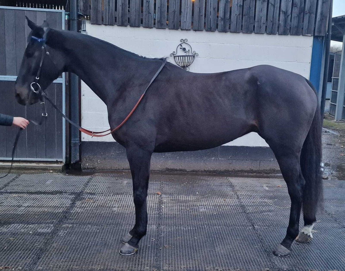 OldGoldRacing's tweet photo. Whilst @donaldmccain trained SOVEREIGN STAR is recovering from a knock on the gallops - his younger brother, ROYAL INFANTRY is boosting form, winning a local point to point for @station__yard
Could you tell them apart?
*
*
*
#family #bloodlines #racingform #britishpointers #syndicatehorses