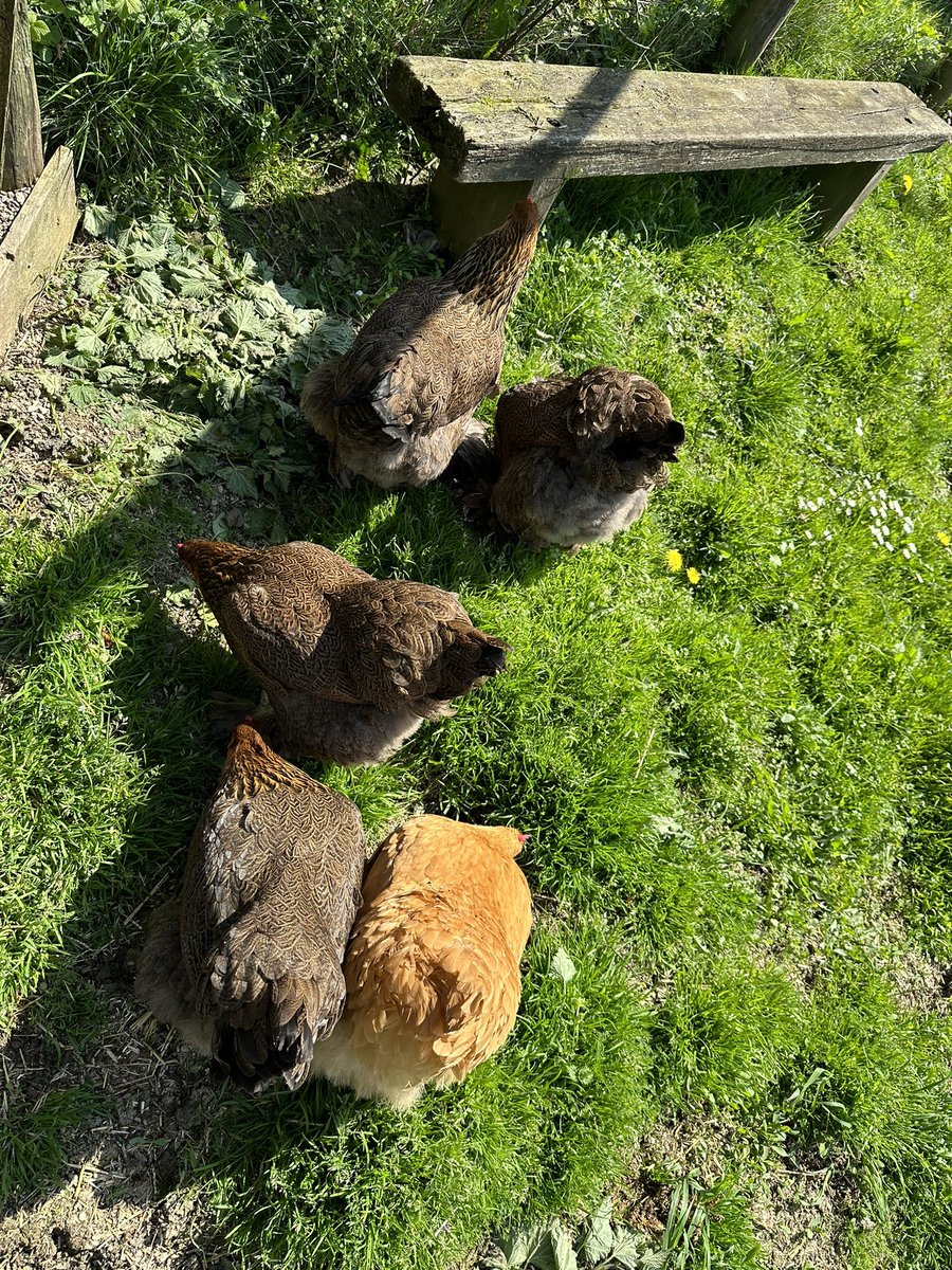 The girls are out of #flockdown 😁👏🏻#chickens  #brahma #orpington