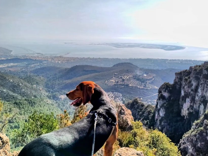 terresebretur's tweet photo. 🥾 Coneixeu la Campana? És un curiós bloc de roca que es troba de camí cap a la Foradada del Montsià. Les vistes són espectaculars!
📸 amics_de_vallgorguina, @TurismeLaRapita
#LaCampana #LaForadada #Montsià #TerresDelEbre #ReservadelaBiosfera https://t.co/13W9ggmq4f