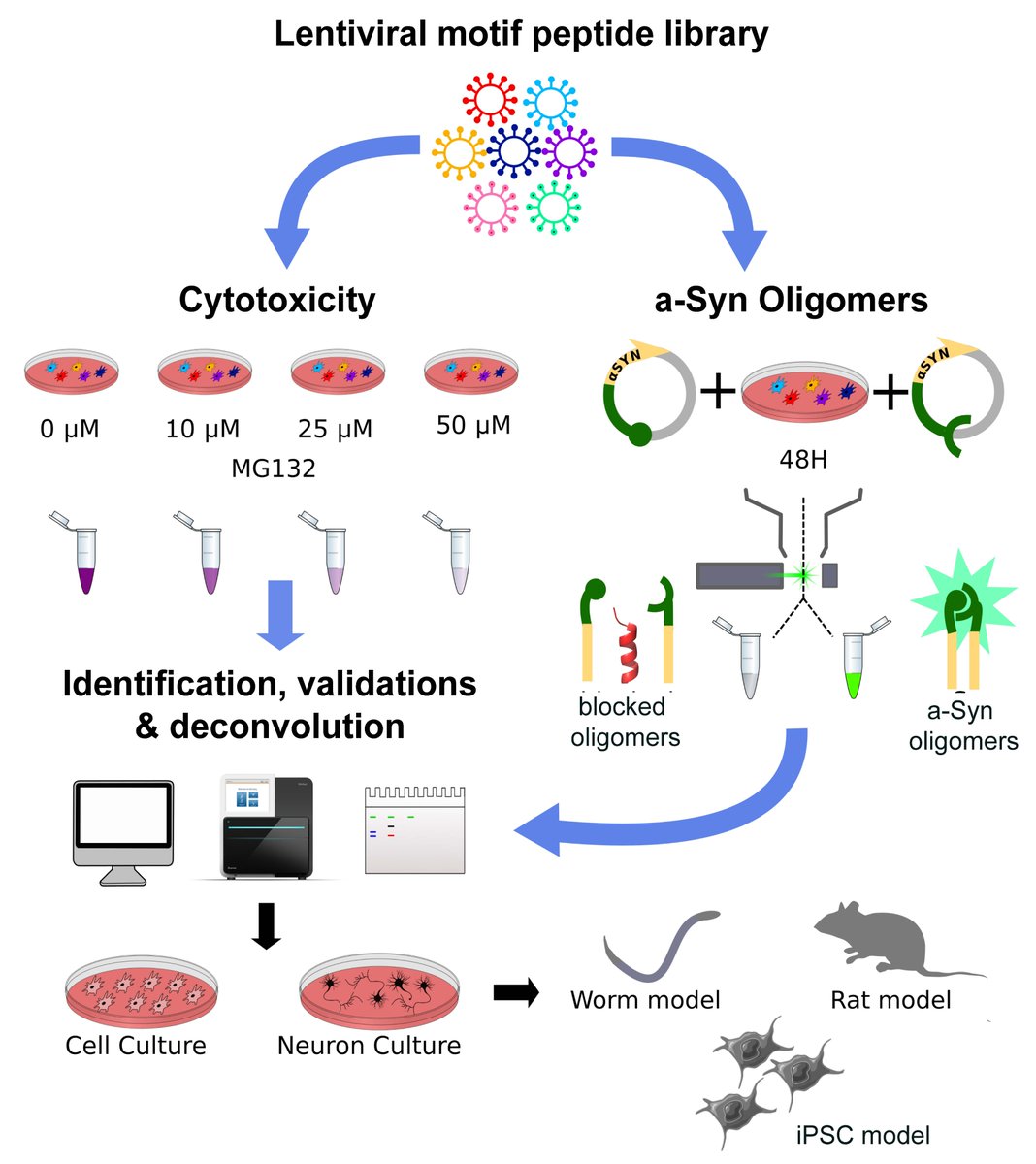 In collaboration with Philip Kim's lab and colleagues, <a href="/kalialabs/">kalialabs</a> identified a targetable protein-protein interaction within the ESCRT-III pathway that reduces alpha-synuclein toxicity in preclinical models of #Parkinson's <a href="/NatureComms/">Nature Communications</a> rdcu.be/dae2W