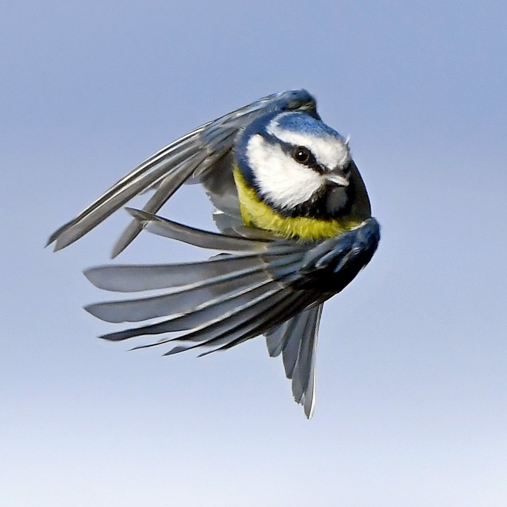 CarlBovisNature's tweet photo. According to Mr Musk, today (19th April) will be my last day as a Legacy Verified account. 😔
 If you would like to continue seeing my bird photography in your feed, it's important to interact with my tweets regularly (Like, RT, comment) 🙏
 Oh, and follow me of course! 😁🙏🐦♥️ https://t.co/PxVCraaWyK
