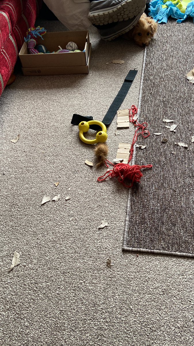 DylanOfDelfan's tweet photo. @ZiggyStarDog1 Hello Ziggy. I got lots of stuff to chew, but mum squeals which is funny! I like chewing cardboard and ripping it apart - I’m allowed to do that and it’s fun! You can just see me hiding at the top of the photo. https://t.co/IJHgScAB7N