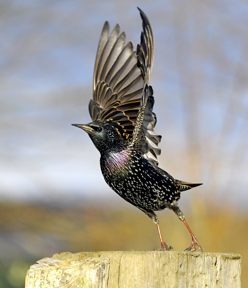 CarlBovisNature's tweet photo. According to Mr Musk, today (19th April) will be my last day as a Legacy Verified account. 😔
 If you would like to continue seeing my bird photography in your feed, it's important to interact with my tweets regularly (Like, RT, comment) 🙏
 Oh, and follow me of course! 😁🙏🐦♥️ https://t.co/PxVCraaWyK
