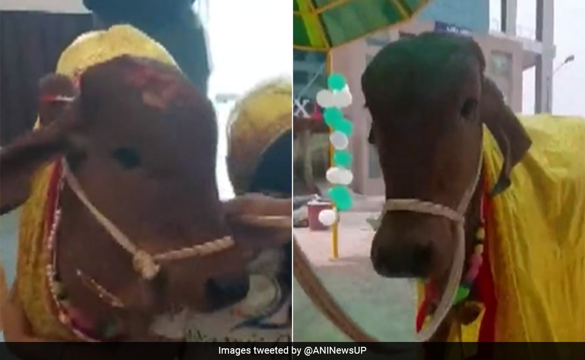 NDTV News feed tweet media