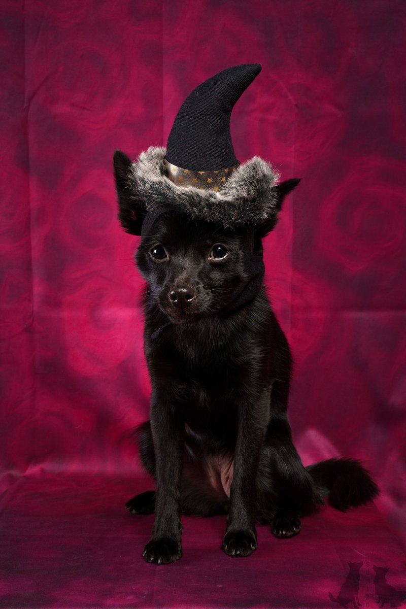 SUMIZOch's tweet photo. 魔女っ子すみちゃん🧙♀️
#ミックス犬 #子犬
#犬のいる生活 #犬のいる暮らし
#チワワ #スキッパーキ #黒犬
#パピー #ポートレート
#katebackdrop https://t.co/wskN16MsLS