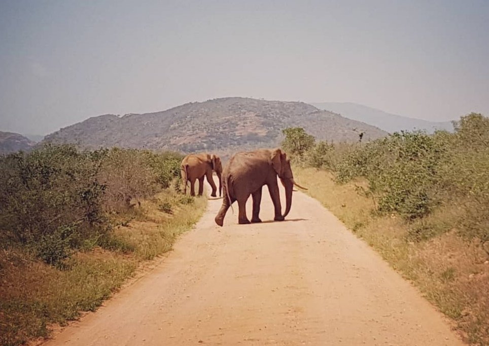 What a Wonderful World!
#zurutsavoeast #zurunakws #zurukenyaparks