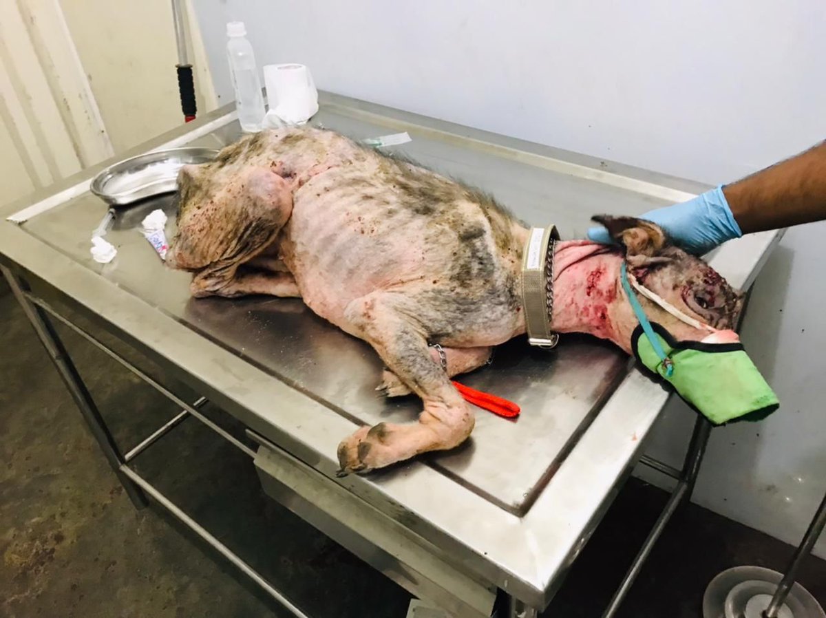 EmbarkLK's tweet photo. Meet Mack from Makola🐶
Mack was rescued after being abandoned on the streets, with a severe skin rash. After 2 months of treatment, his fur grew back, &amp; he found a loving home too!

#Donate to help more street dogs find a second chance at life https://t.co/X5f9O7KrxV
#RescueDogs https://t.co/Ycp3P3nuUZ