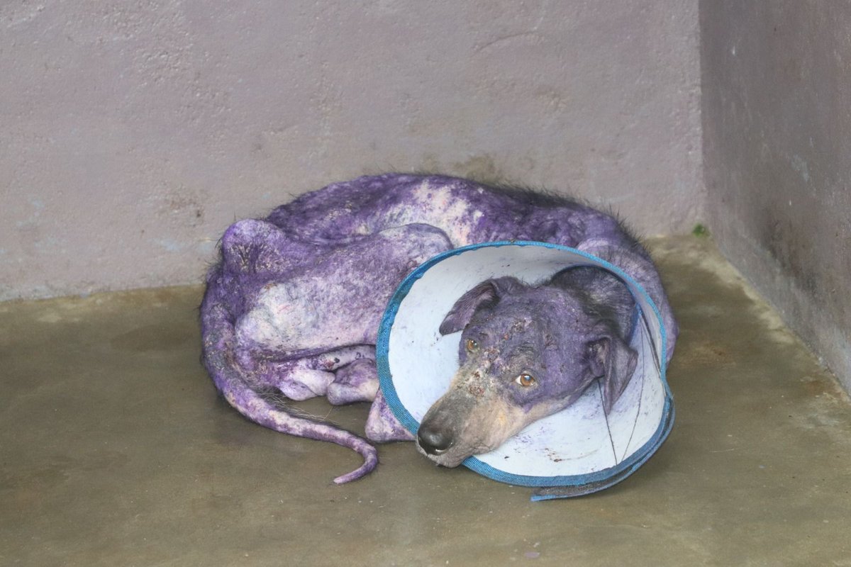 EmbarkLK's tweet photo. Meet Mack from Makola🐶
Mack was rescued after being abandoned on the streets, with a severe skin rash. After 2 months of treatment, his fur grew back, &amp; he found a loving home too!

#Donate to help more street dogs find a second chance at life https://t.co/X5f9O7KrxV
#RescueDogs https://t.co/Ycp3P3nuUZ