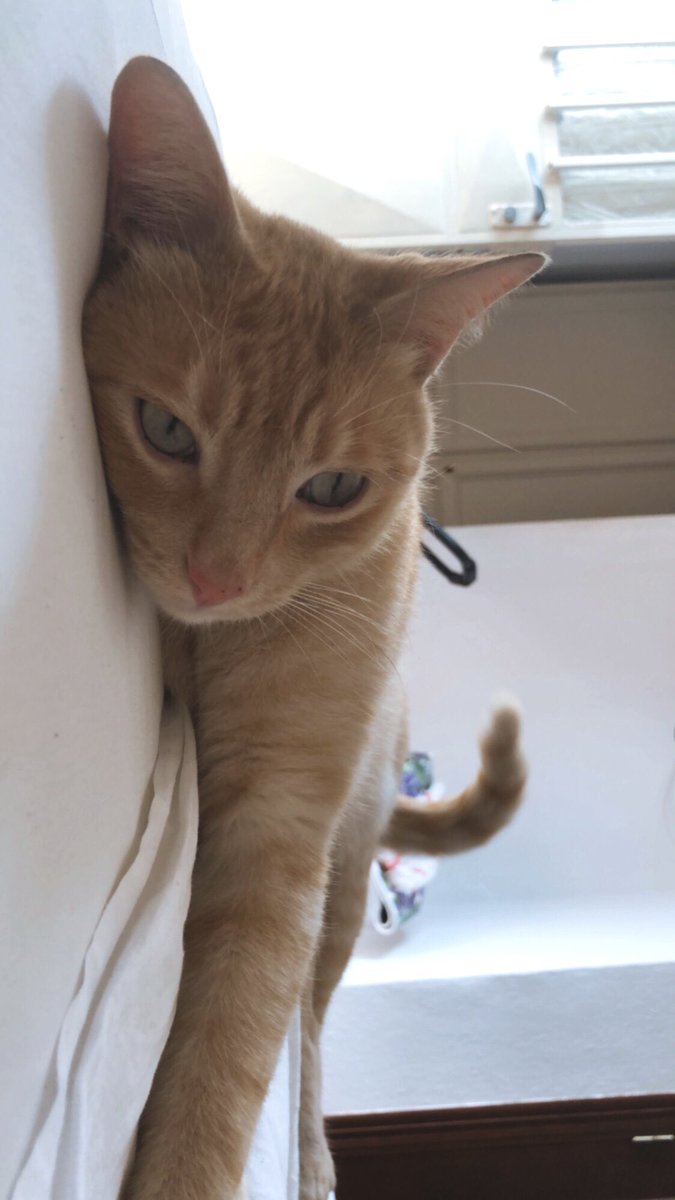 silviafv63's tweet photo. T amo gato https://t.co/Axo8aQG3CU