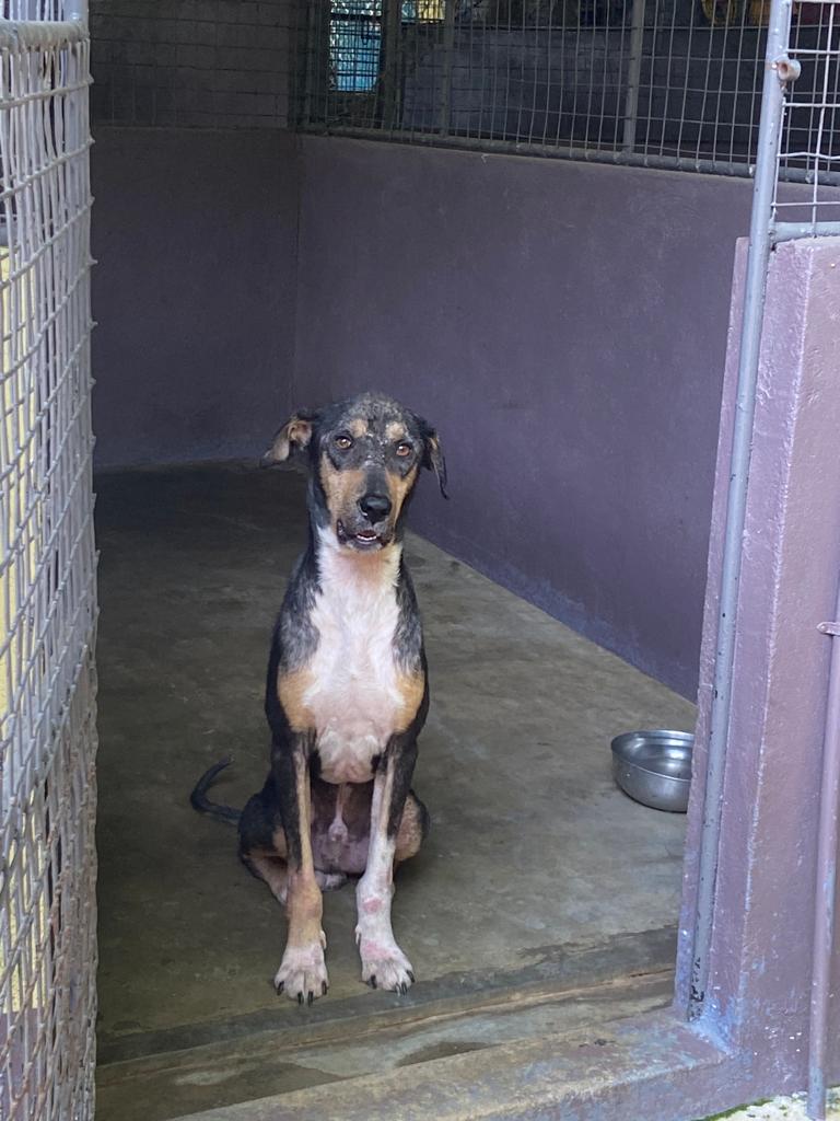 EmbarkLK's tweet photo. Meet Mack from Makola🐶
Mack was rescued after being abandoned on the streets, with a severe skin rash. After 2 months of treatment, his fur grew back, &amp; he found a loving home too!

#Donate to help more street dogs find a second chance at life https://t.co/X5f9O7KrxV
#RescueDogs https://t.co/Ycp3P3nuUZ