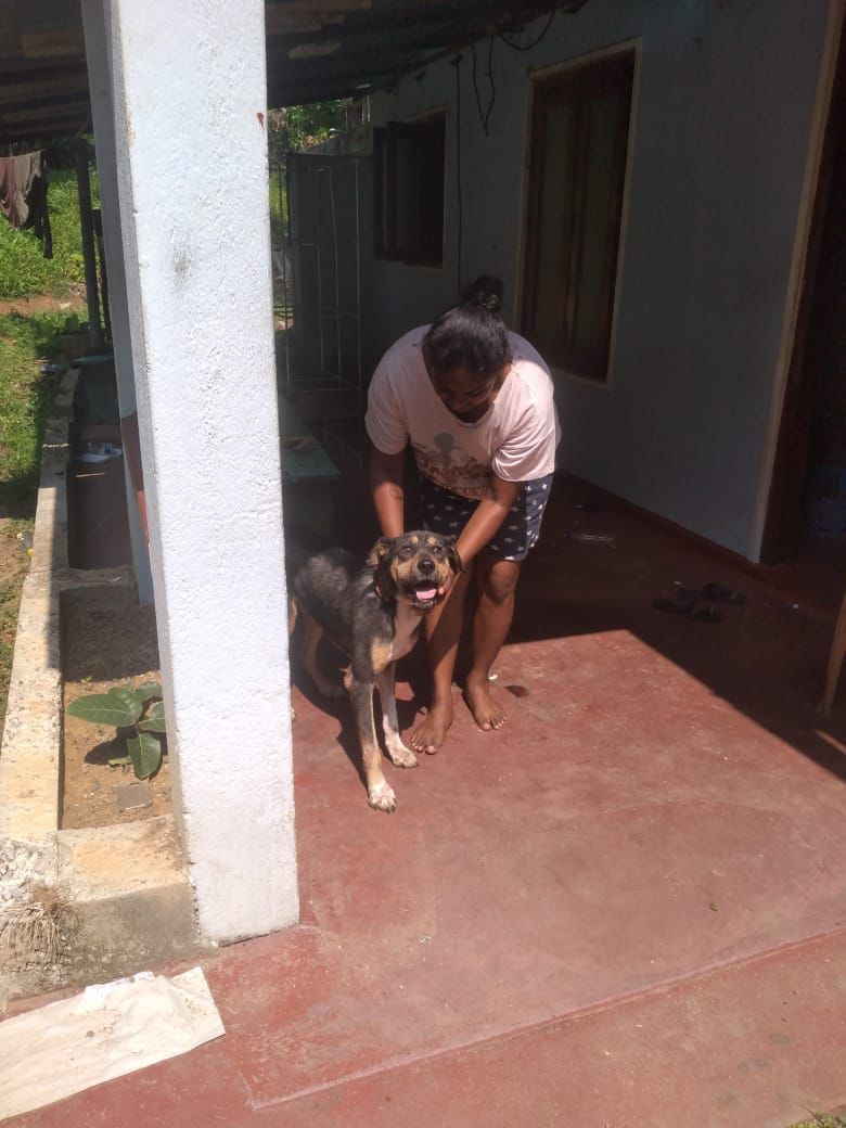 EmbarkLK's tweet photo. Meet Mack from Makola🐶
Mack was rescued after being abandoned on the streets, with a severe skin rash. After 2 months of treatment, his fur grew back, &amp; he found a loving home too!

#Donate to help more street dogs find a second chance at life https://t.co/X5f9O7KrxV
#RescueDogs https://t.co/Ycp3P3nuUZ