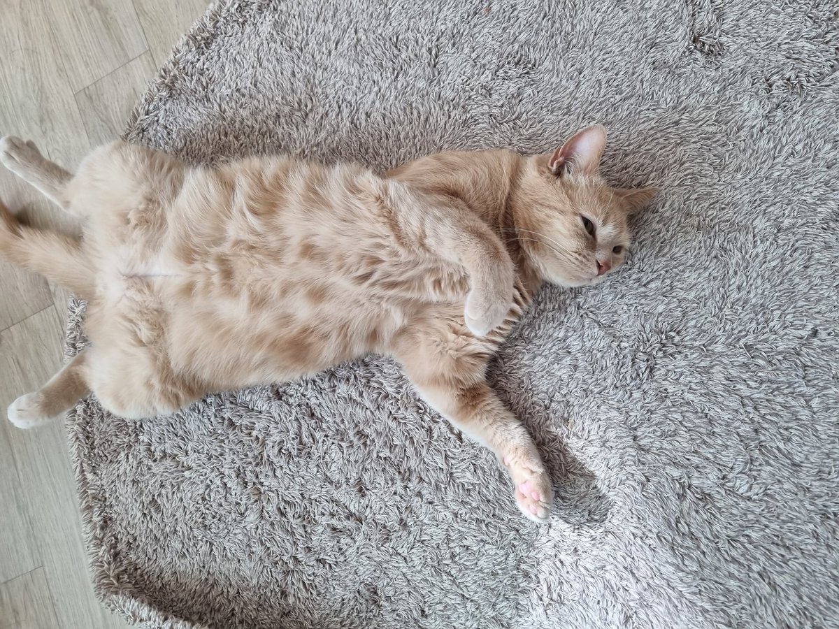 오늘 날 좋다고 창문에 한참 매달려 있더니 더웠는지 내려와서 배까고 누웠다🤭