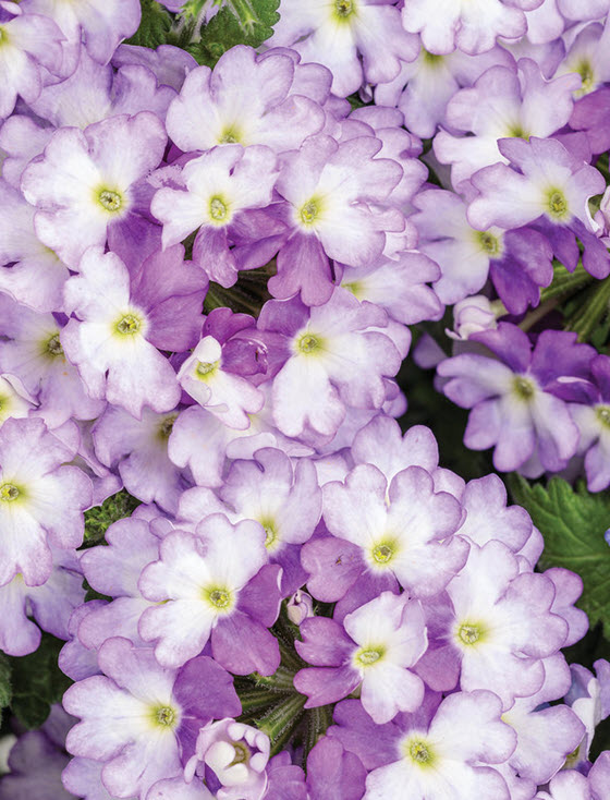 Everyone I talk to is SO excited to get gardening. It will happen! In the meantime, enjoy some new fun plants for 2023 on today's Garden Bite.
gardenbite.com/more-fun-plant…