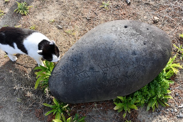 2010_heihei's tweet photo. cat and stone

#力石 #liftingstone https://t.co/JGbDVAX98m