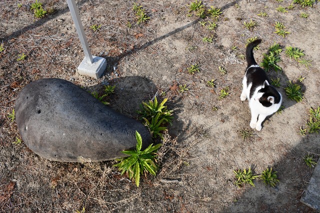 2010_heihei's tweet photo. cat and stone

#力石 #liftingstone https://t.co/JGbDVAX98m