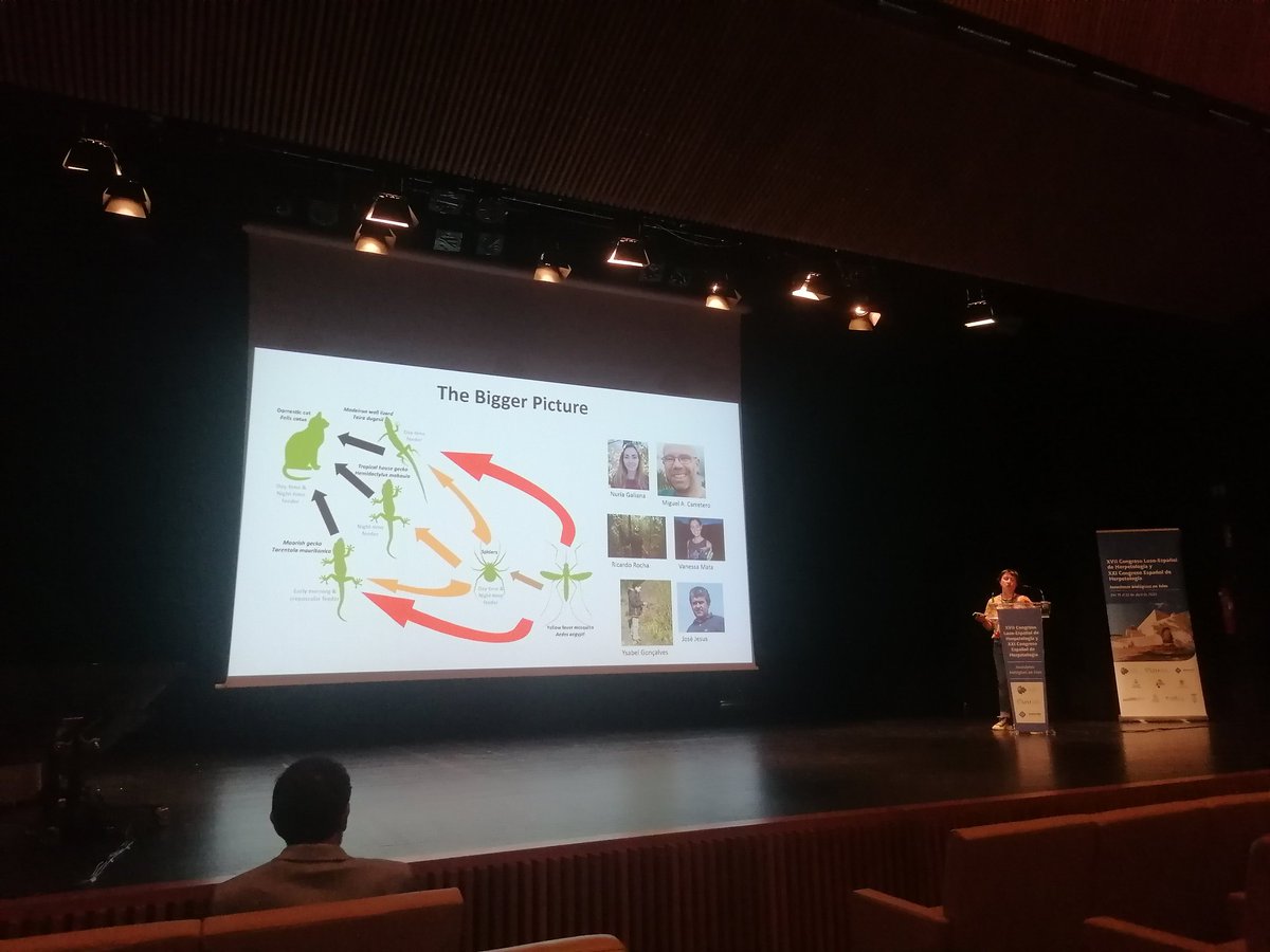 SaraFerreNunes's tweet photo. Catarina Rato @rato_catarina @FunctionalBiod1 on dietary variation in #teiradugesii using #metabarcoding. #HerpetologiaIbiza2023 https://t.co/iFkSAUNmcM