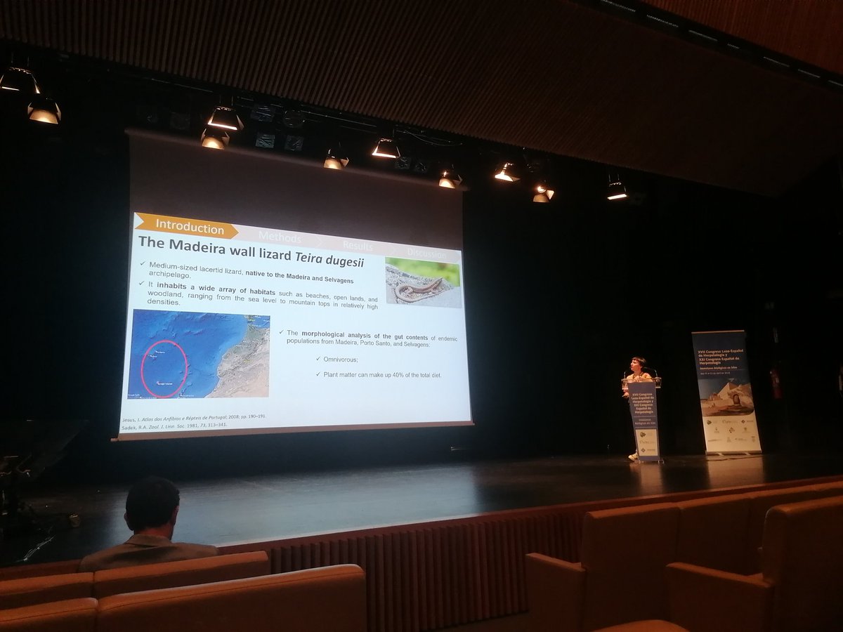SaraFerreNunes's tweet photo. Catarina Rato @rato_catarina @FunctionalBiod1 on dietary variation in #teiradugesii using #metabarcoding. #HerpetologiaIbiza2023 https://t.co/iFkSAUNmcM